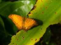 Edelfalter Männchen mit Wassertropfen (vindula erota)